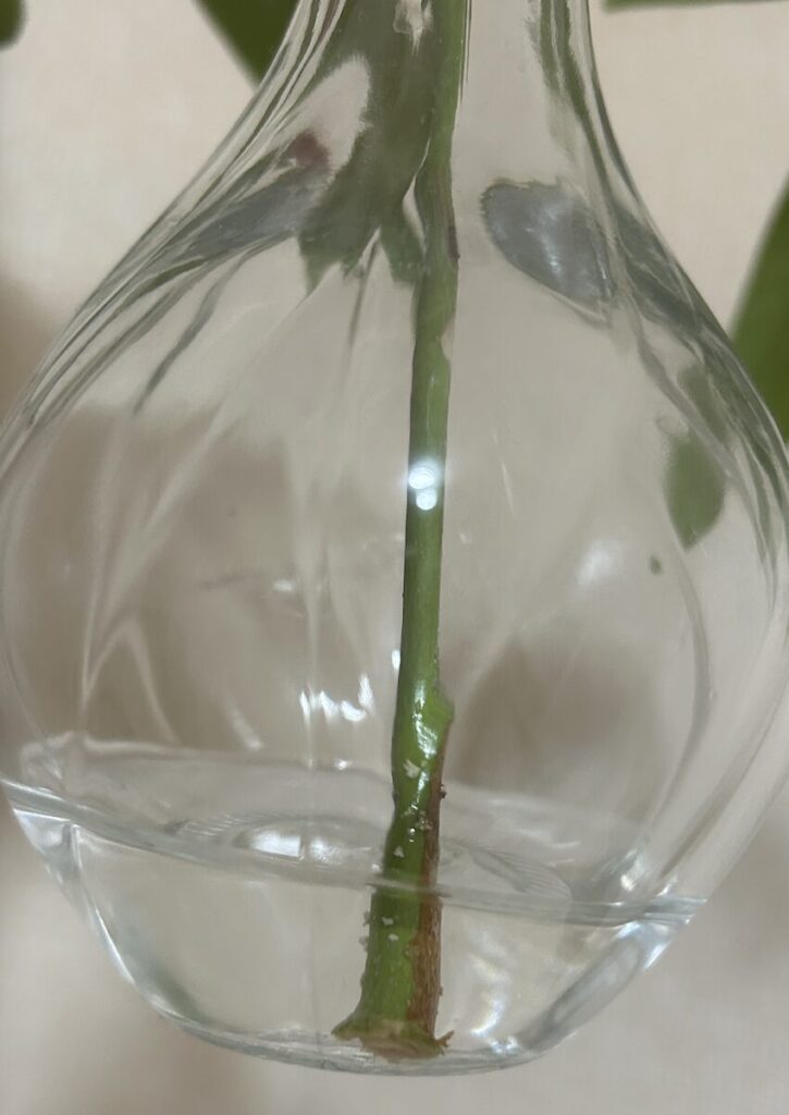 パキラ｜水差しの様子