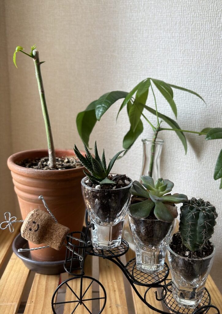 パキラ・多肉植物｜鉢植えと水差し
