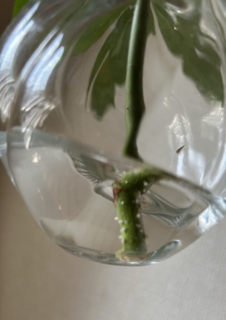 パキラ｜水差しの様子