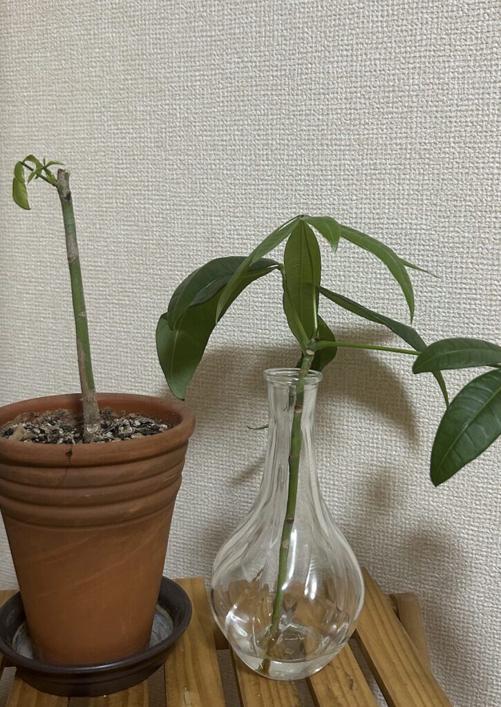 パキラ｜鉢植えと水差し