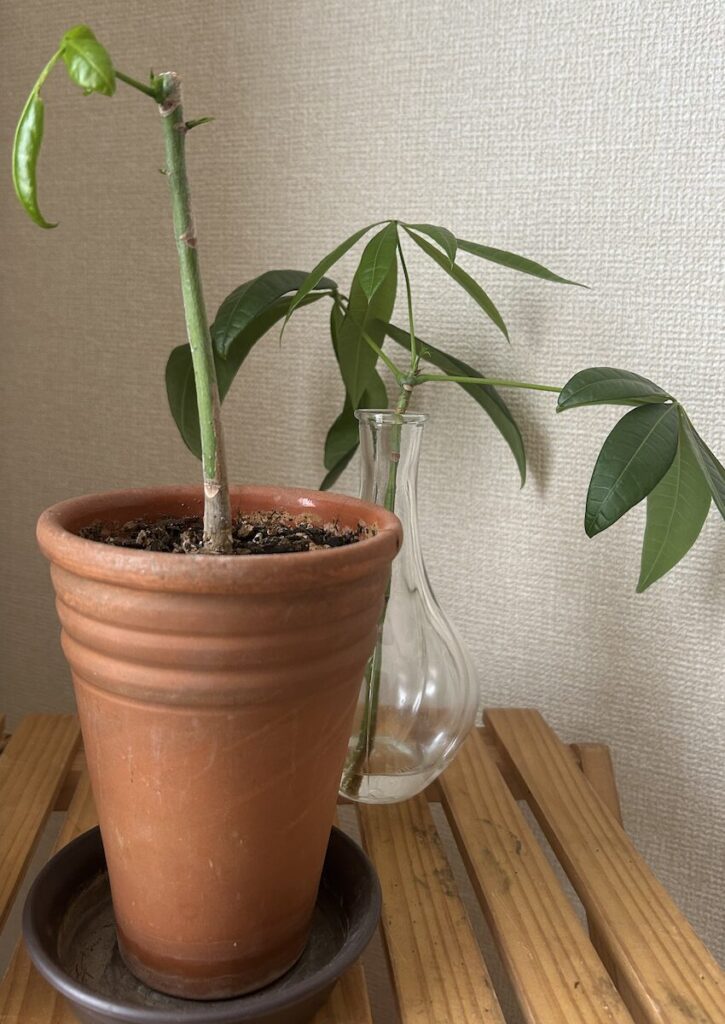 パキラ｜鉢植えと水差し