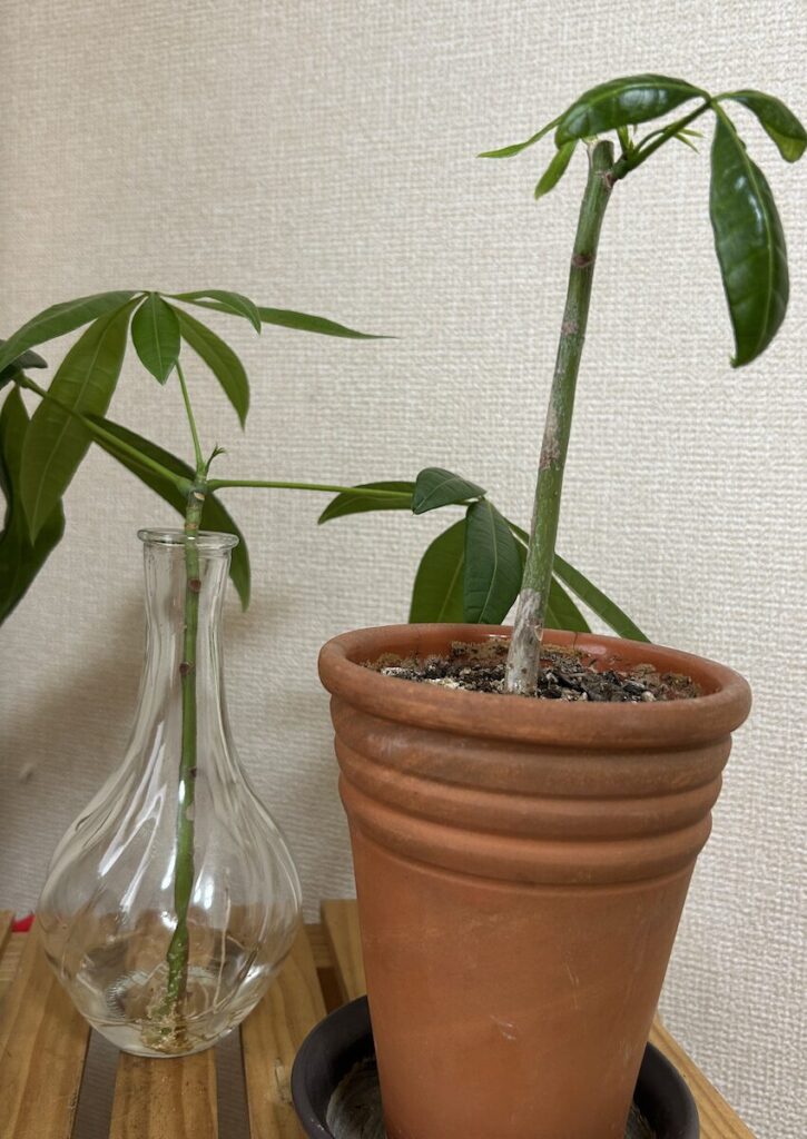 パキラ｜鉢植えと水差し