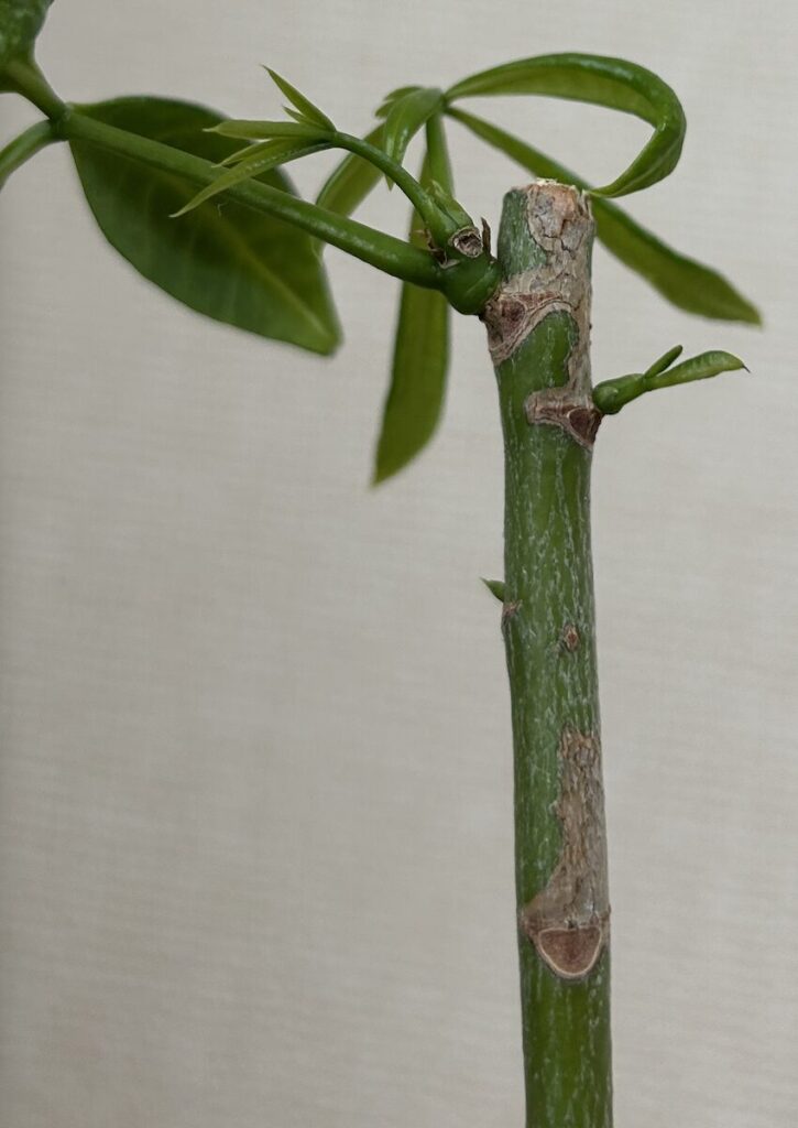 パキラ｜複数の新芽