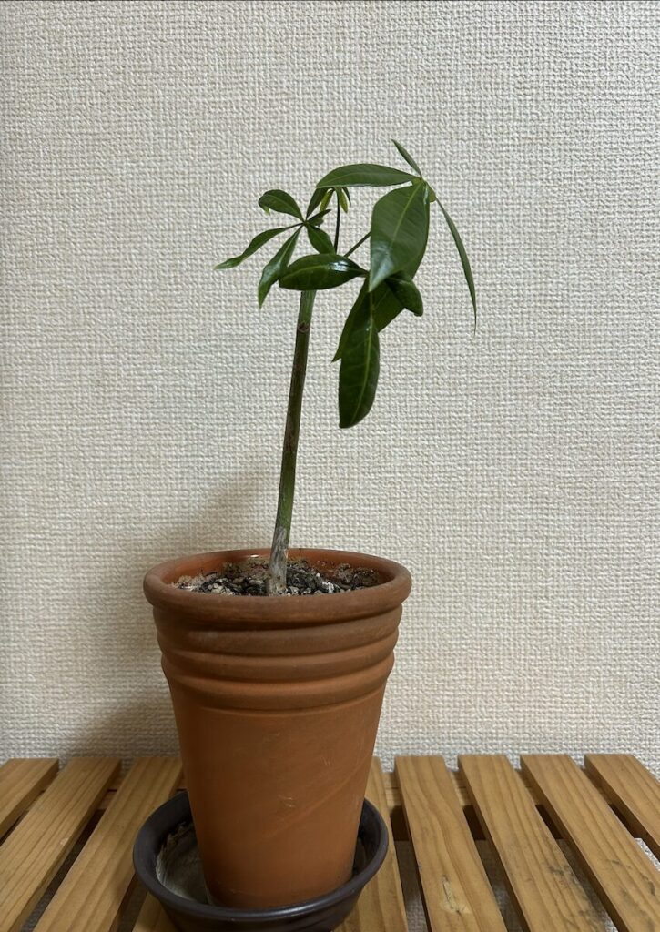 パキラ|鉢植え