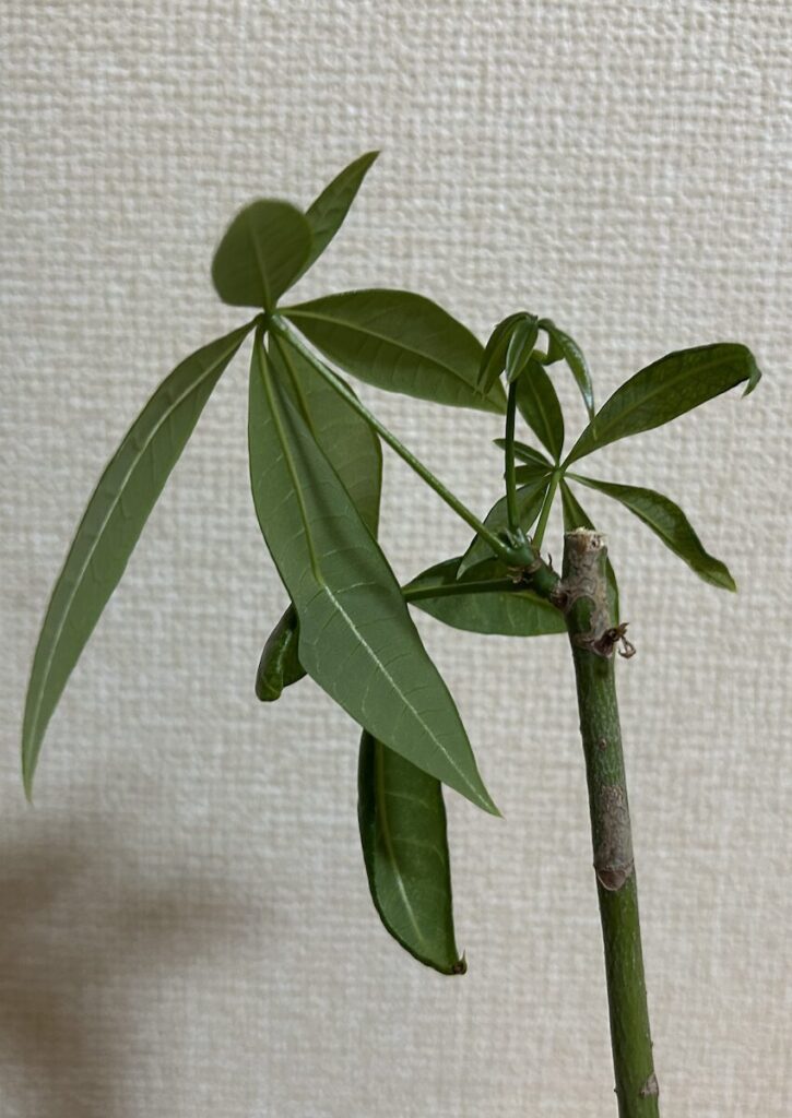 パキラ|新芽と新葉