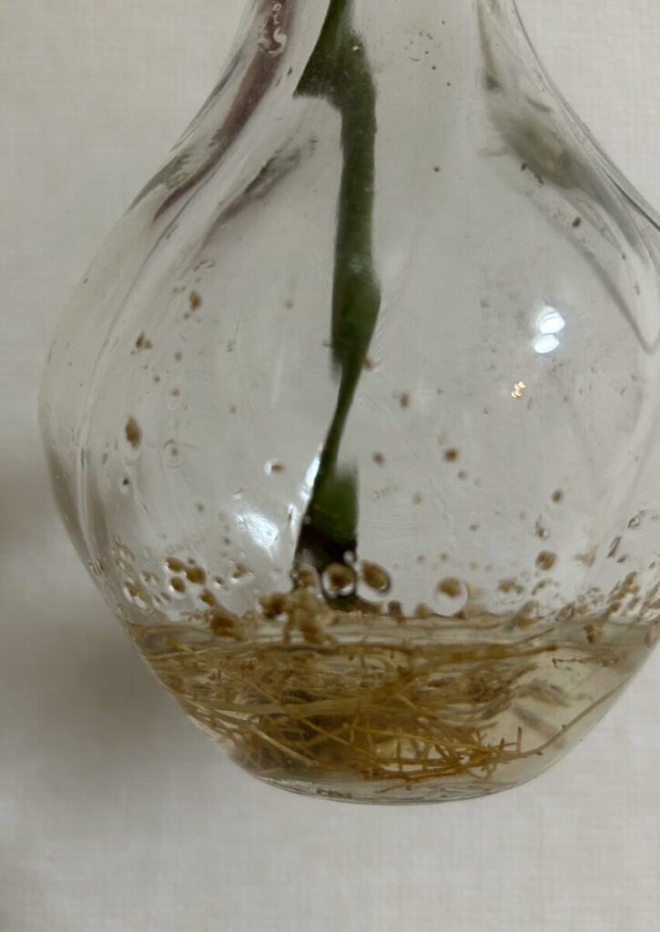 パキラ|水差しの様子