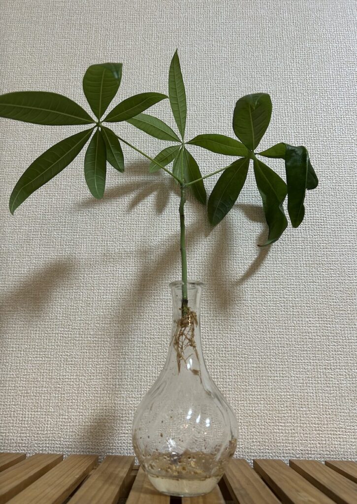 パキラ｜水差しの様子