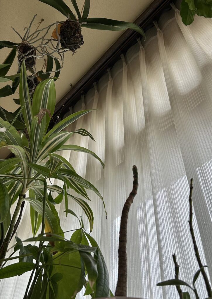 胡蝶蘭とパキラ｜室内育成