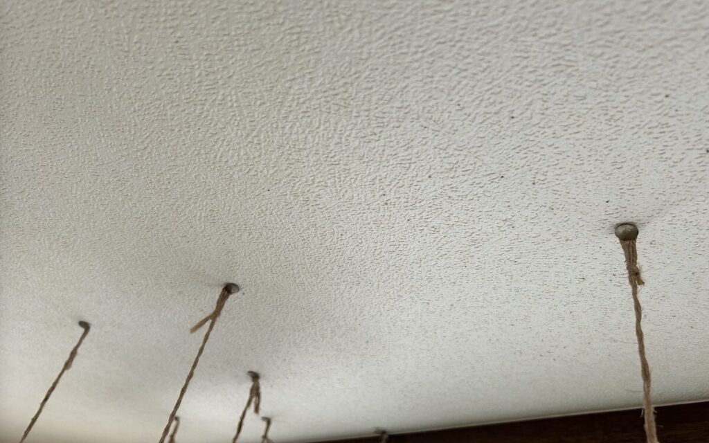 胡蝶蘭｜苔玉育成