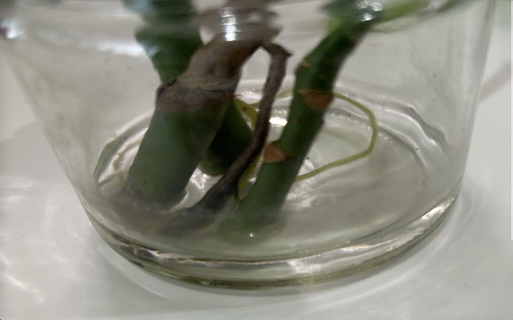 パキラ・モンステラ｜水差し