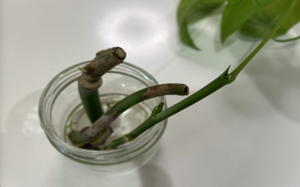 パキラ・モンステラ｜水差し