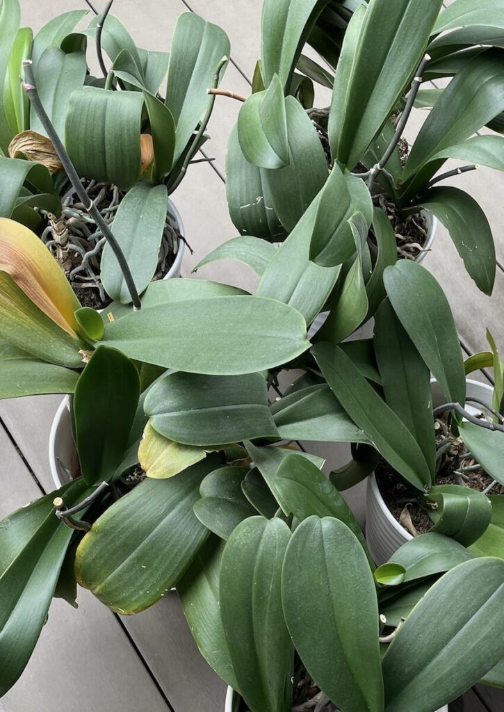 胡蝶蘭｜鉢の中にある株