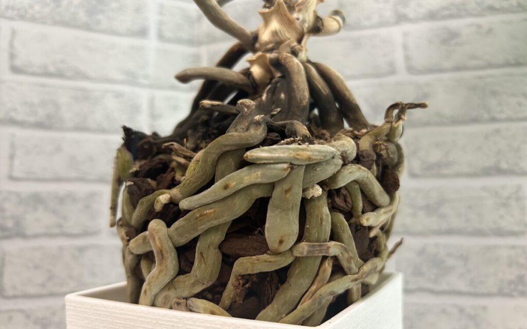 胡蝶蘭｜根っこ