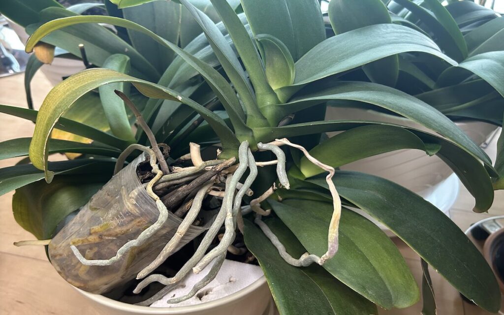 胡蝶蘭｜ポット