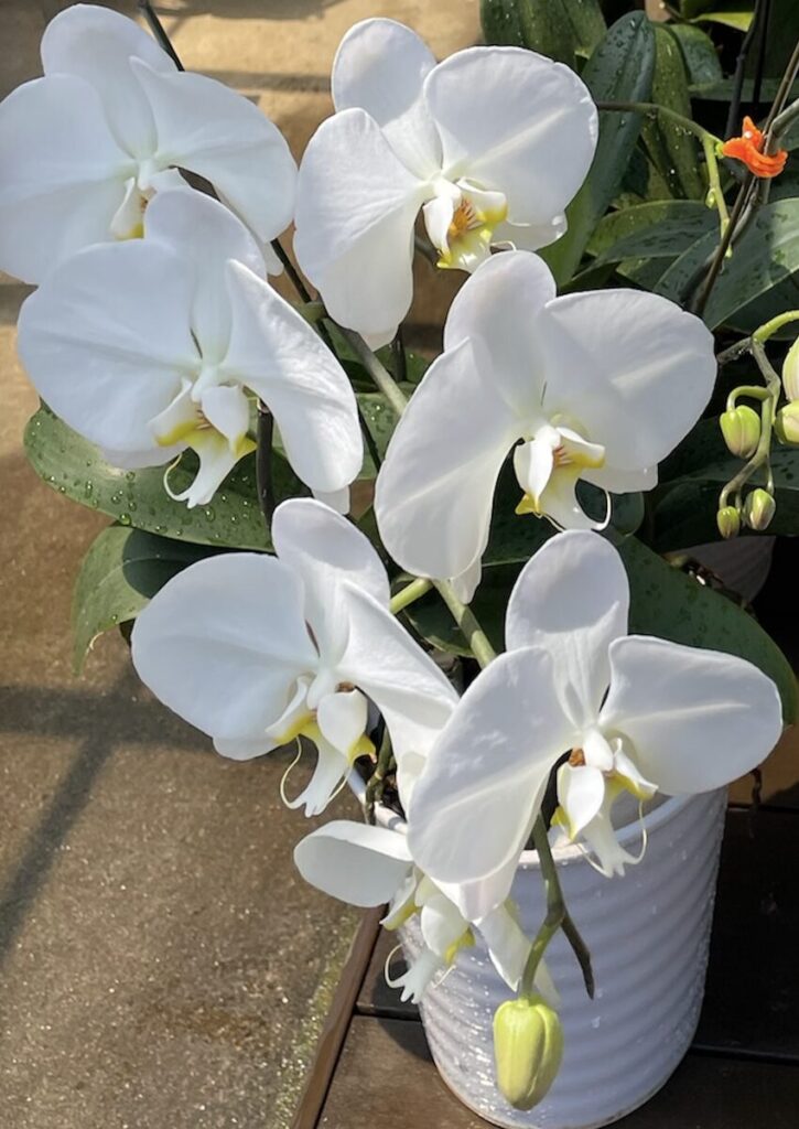 胡蝶蘭｜鉢植え育成の開花