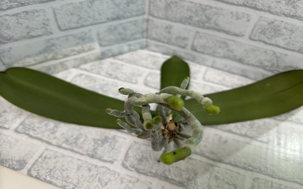 胡蝶蘭｜瓶育成