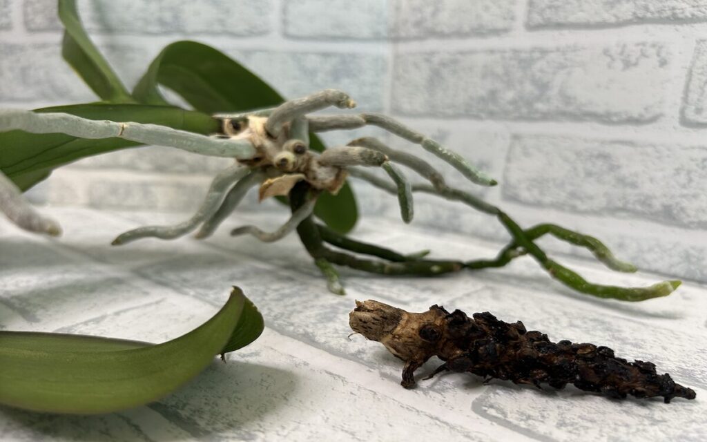 胡蝶蘭｜胴切り