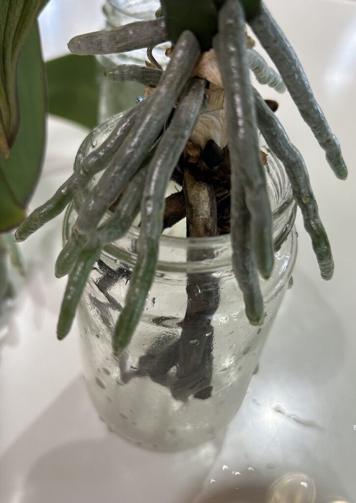 胡蝶蘭｜瓶育成