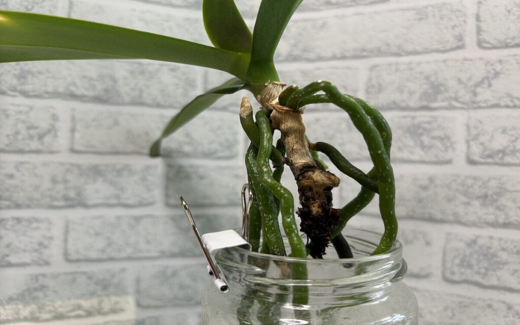 胡蝶蘭｜瓶育成