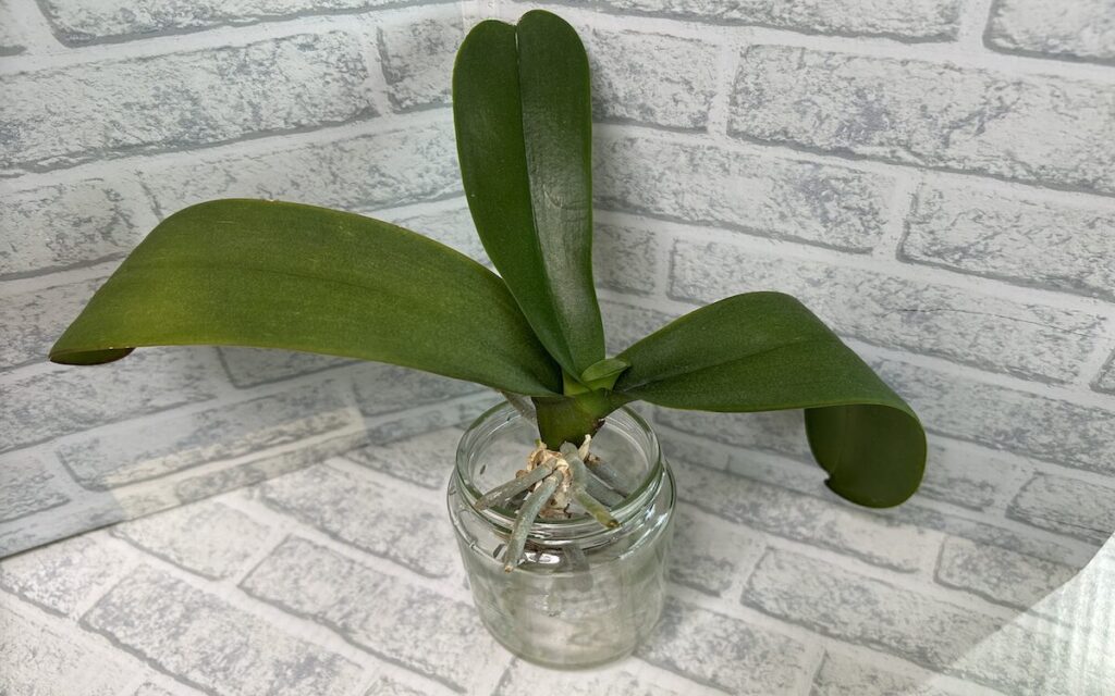 胡蝶蘭｜瓶育成