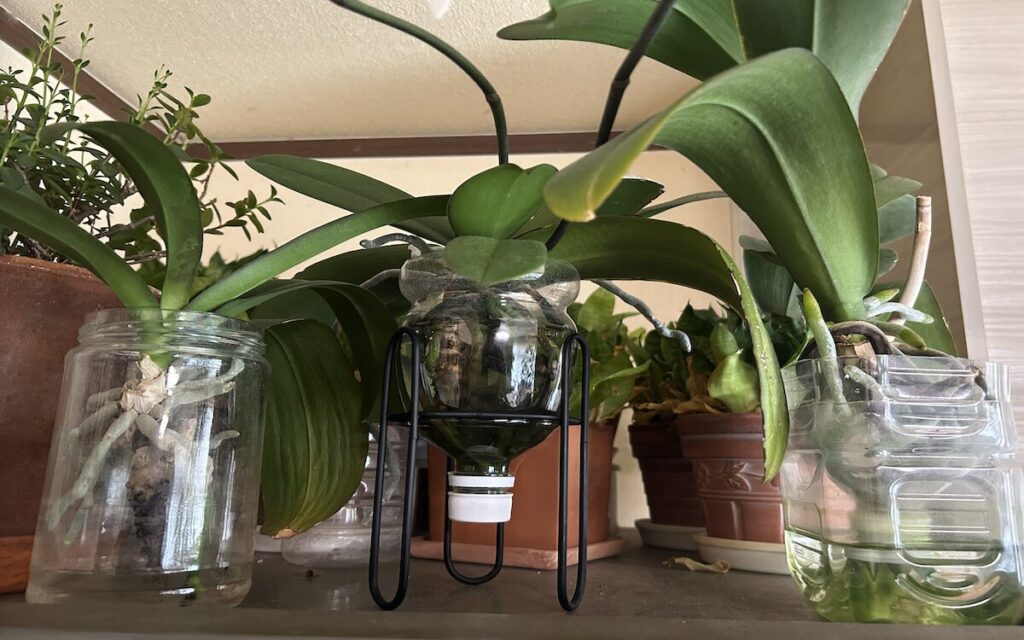 胡蝶蘭｜ペットボトルと瓶で育成