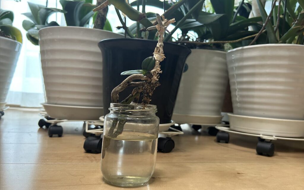 胡蝶蘭｜瓶育成