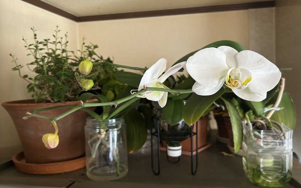 胡蝶蘭｜瓶とペットボトルで育てている白色の花