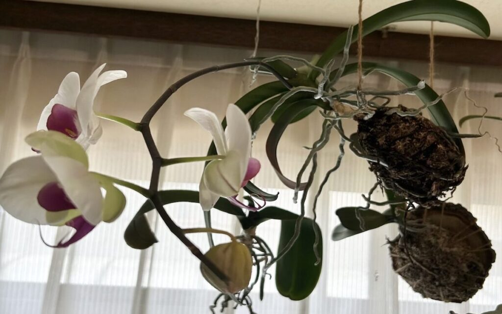 胡蝶蘭｜苔玉で育てている白地にピンクリップのお花