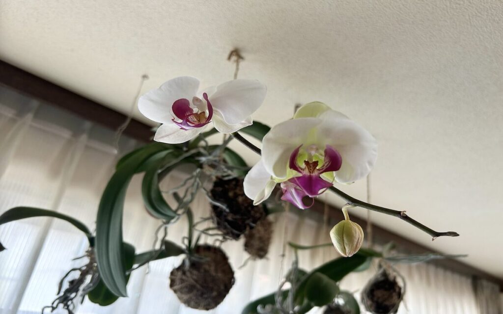 胡蝶蘭｜苔玉で育てている白地にピンクリップのお花