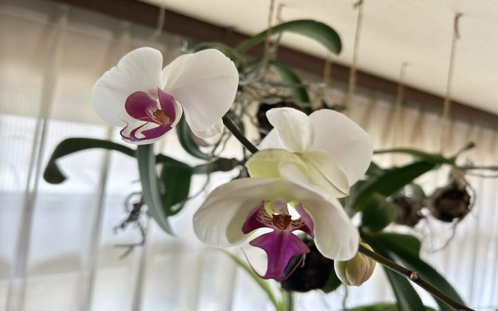 胡蝶蘭｜苔玉で育てている白地にピンクリップのお花