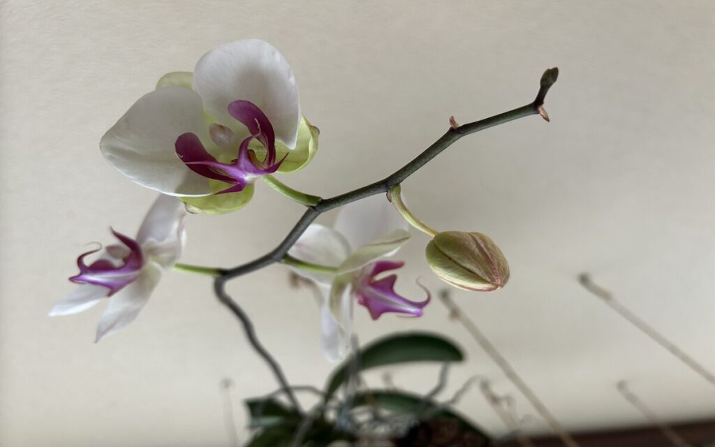 胡蝶蘭｜苔玉で育てている白地にピンクリップのお花