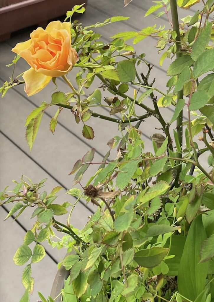 バラ｜オレンジ色の花