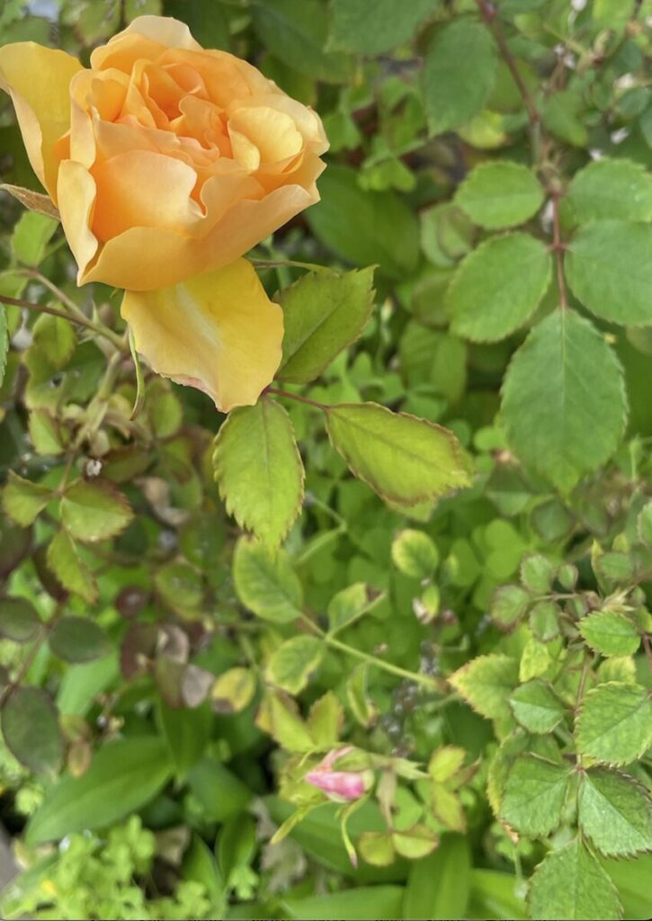 バラ｜オレンジ色の花とピンク色の蕾