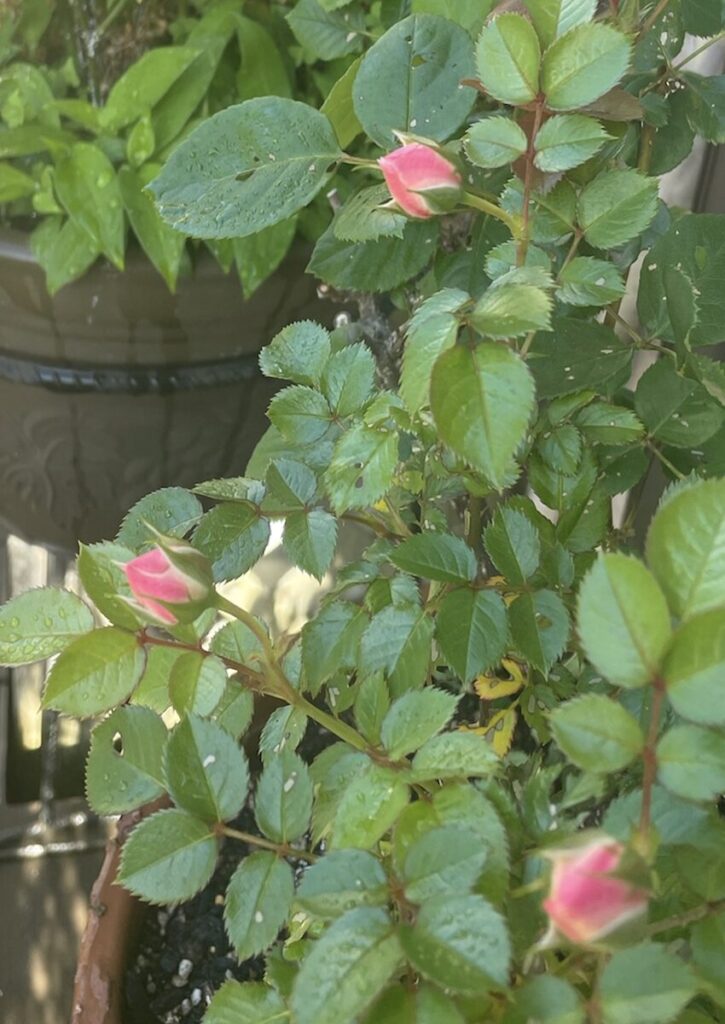 ミニバラ｜ピンク色の蕾