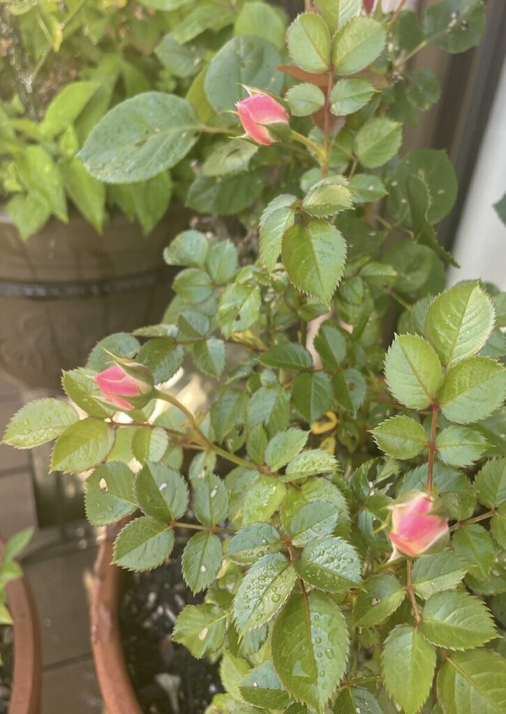 ミニバラ｜ピンク色の蕾