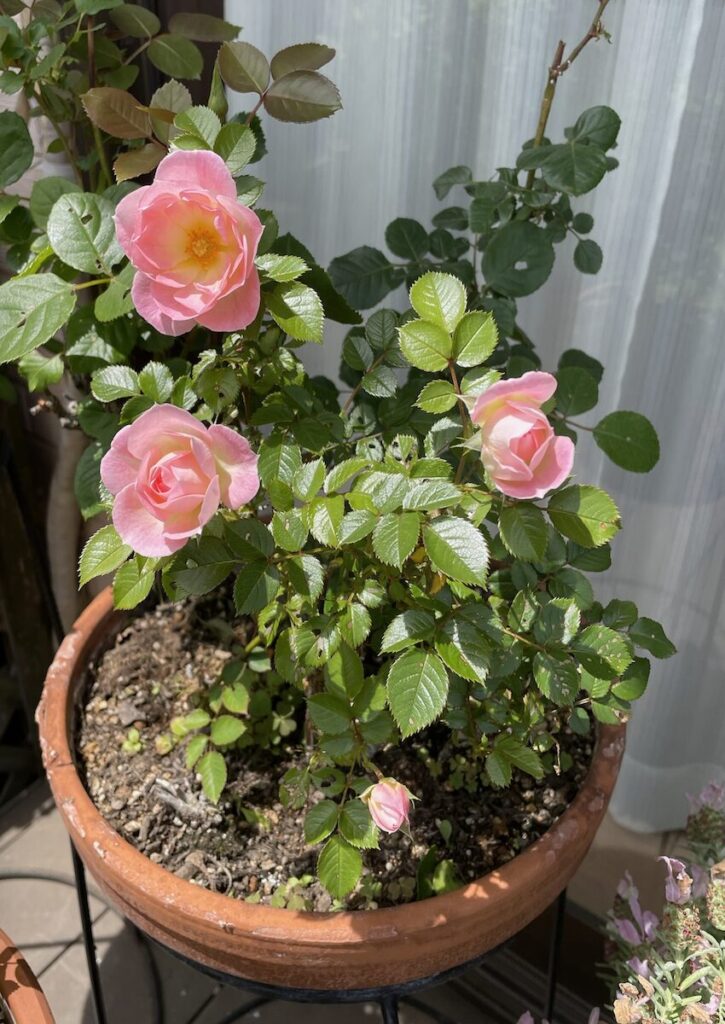 ミニバラ｜ピンク色の花