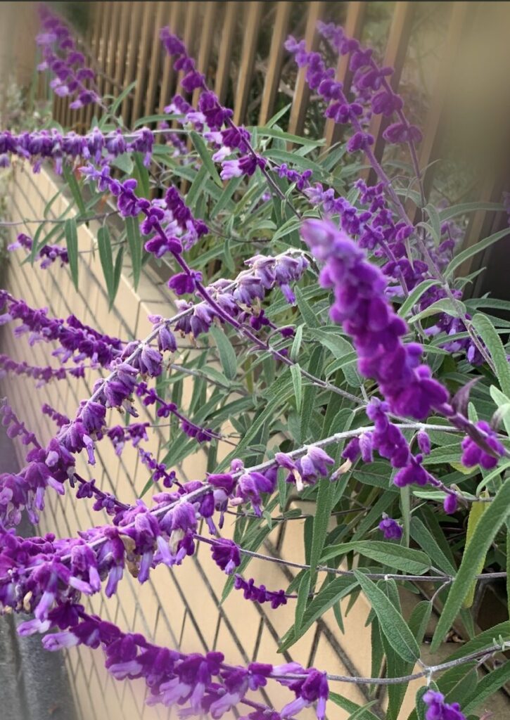 アメジストセージ│秋に咲く紫色の花