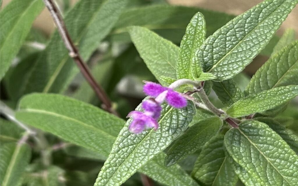 アメジストセージ│春に顔を出したふわふわ