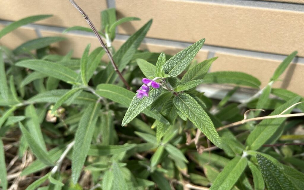 アメジストセージ│春に顔を出したふわふわ