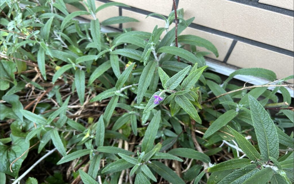 アメジストセージ│春に顔を出したふわふわ