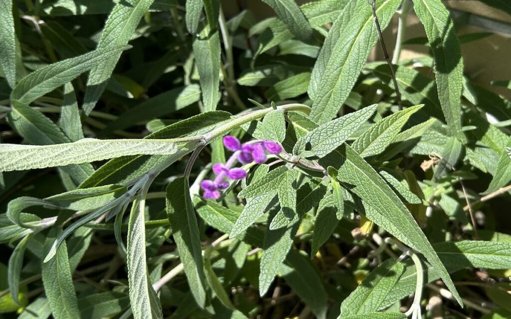 アメジストセージ│春に顔を出したふわふわ