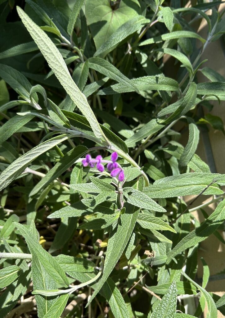 アメジストセージ│春に顔を出したふわふわ