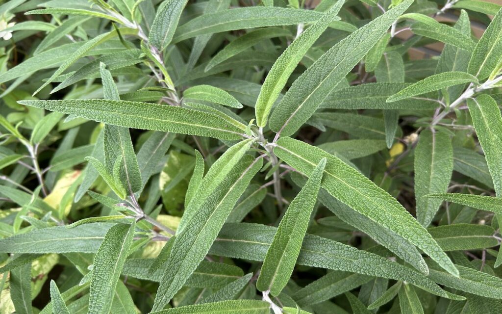 アメジストセージ｜葉っぱ