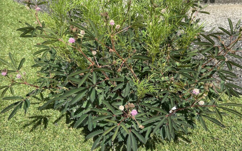 おじぎそう｜ピンク色のお花と葉っぱ