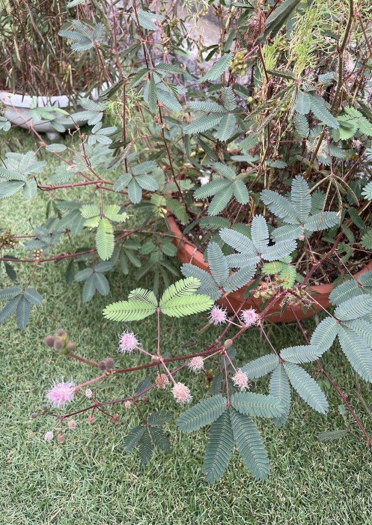 おじぎそう|ピンク色のお花と葉っぱ