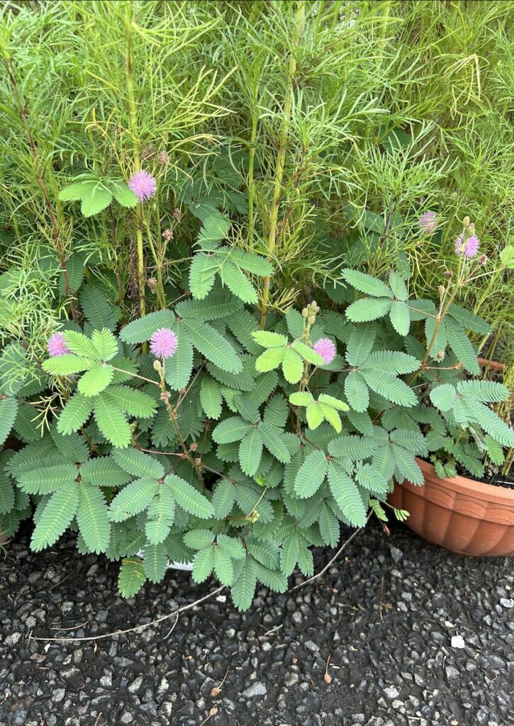 おじぎそう｜葉っぱとピンク色のお花