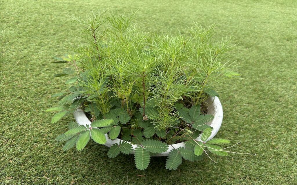 おじぎそう｜葉っぱ