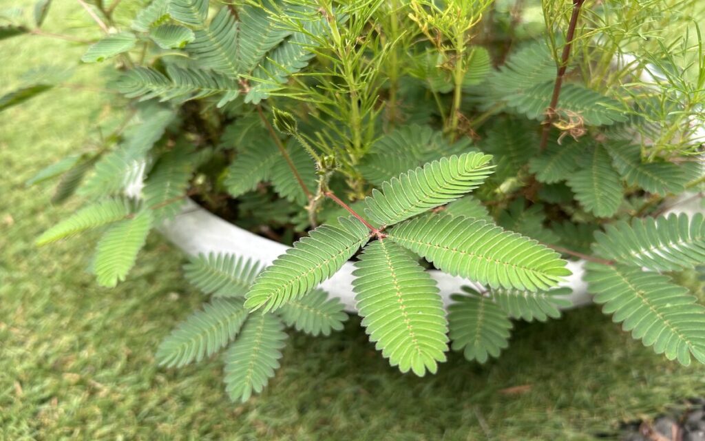 おじぎそう｜葉っぱ