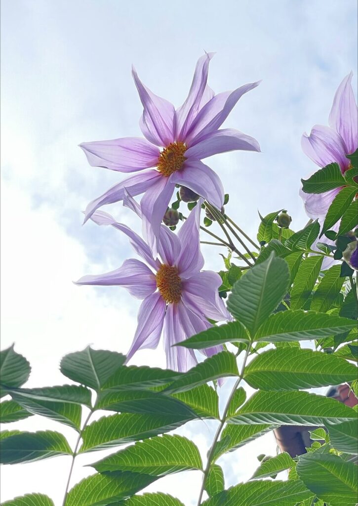 ダリア│ピンク色のお花