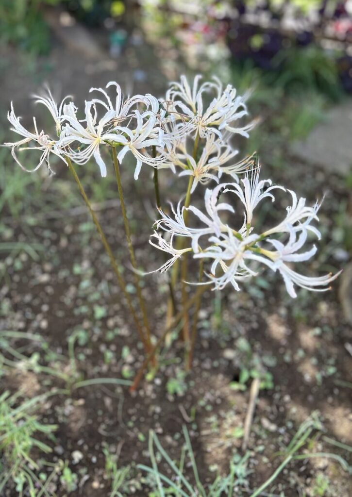 彼岸花｜白色のお花